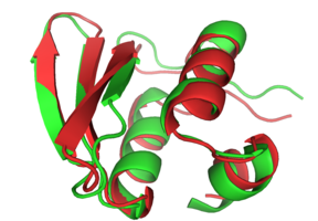 CASP6 model t0281 1 in red is super-imposed on the experimental structure 1whz in green.
This near atomic-resolution model was created in a double-blind fashion, and at 1.59A C-alpha RMDS, it was the best prediction for that target./t0281-1 super-imposed on 1whz
